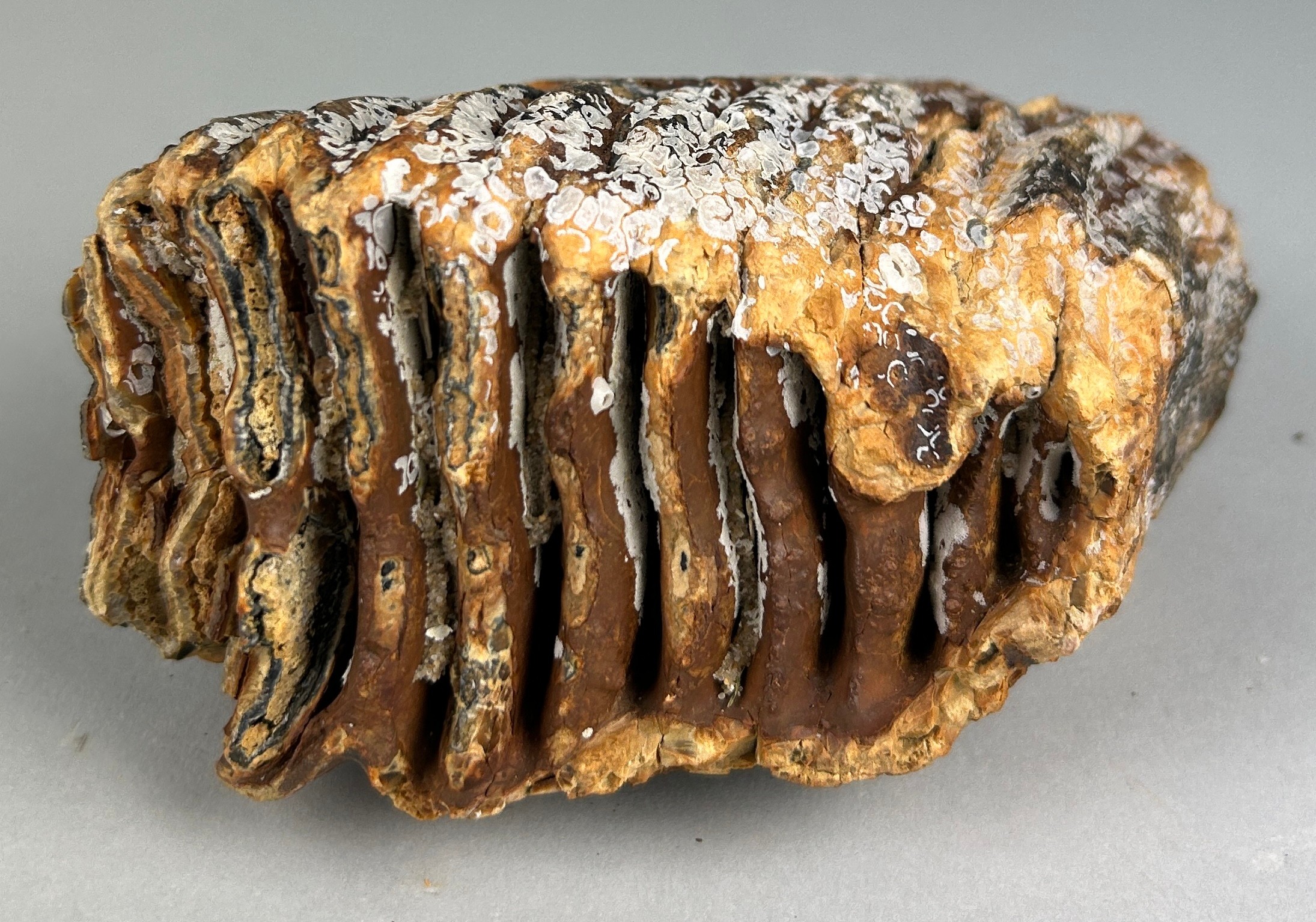 A WOOLLY MAMMOTH TOOTH FROM DOGGERBANK Dredged up by fishermen in the North Sea. Pleistocene circa - Image 2 of 3