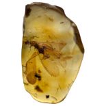 FLYING INSECT FOSSIL IN AMBER From Chiapas, Mexico. Circa 23-28 million years old.