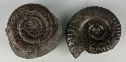 AMMONITE FOSSILS FROM WHITBY, YORKSHIRE A pair of ammonite fossils from Whitby, Yorkshire.