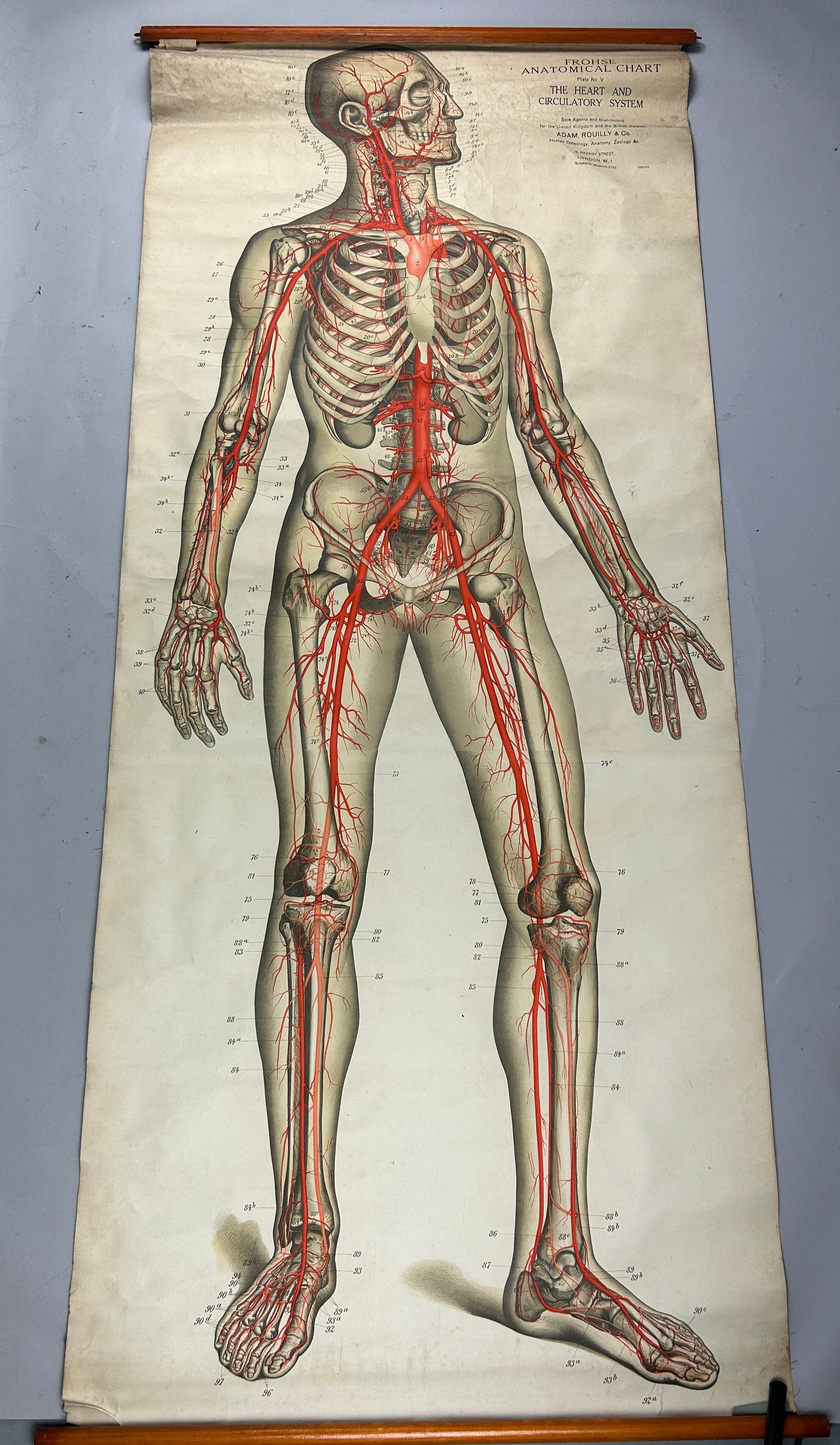 A MEDICAL FROHSE ANATOMICAL CHART 'THE HEART AND CIRCULATORY SYSTEM', hanging scroll by Adam, - Image 3 of 5