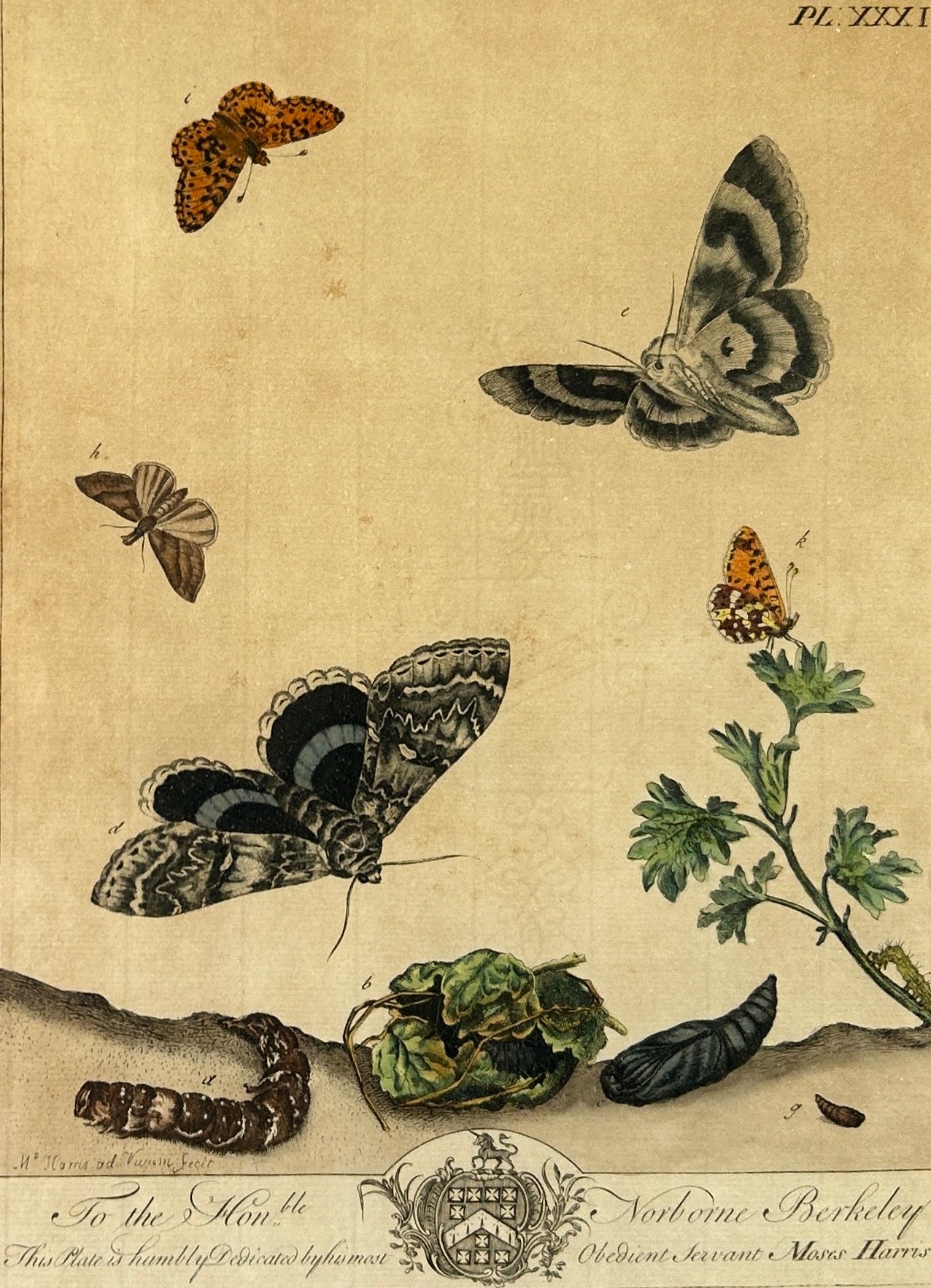 MOSES HARRIS (1730-1787), A set four hand coloured engraved plates of butterflies from ‘The Aurelian - Image 4 of 11