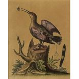 AFTER GEORGE EDWARDS (1694-1773) ENGRAVINGS OF BIRDS (2), Mounted in a frame and glazed.
