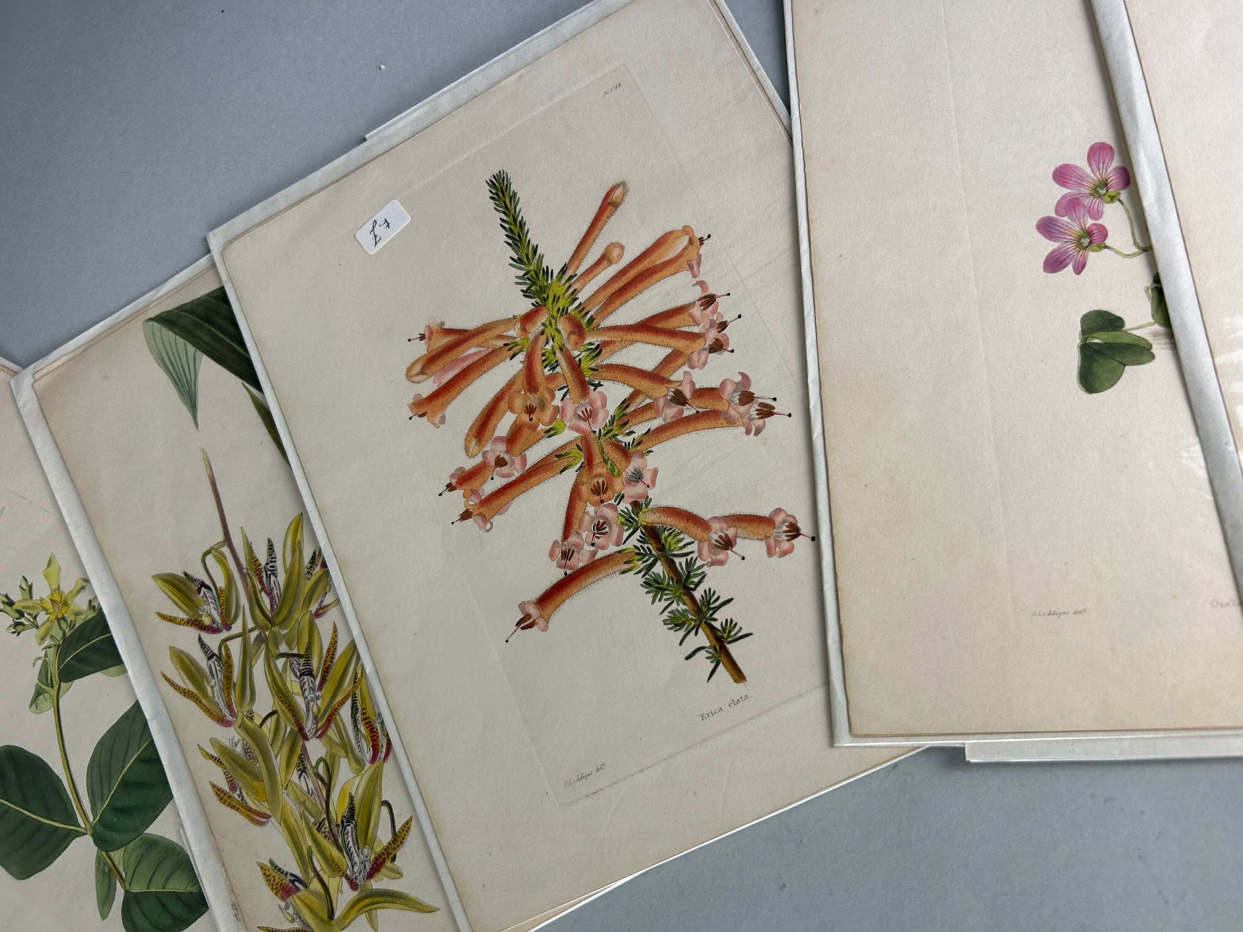 GEORGE LODDIGES (1786-1846) A LARGE COLLECTION OF BOTANICAL HAND COLOURED PLATES OF FLOWERS AND - Image 2 of 7
