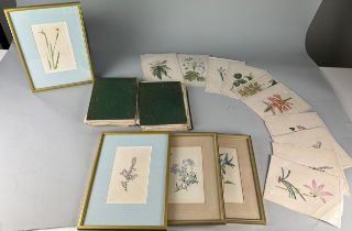 GEORGE LODDIGES (1786-1846) A LARGE COLLECTION OF BOTANICAL HAND COLOURED PLATES OF FLOWERS AND