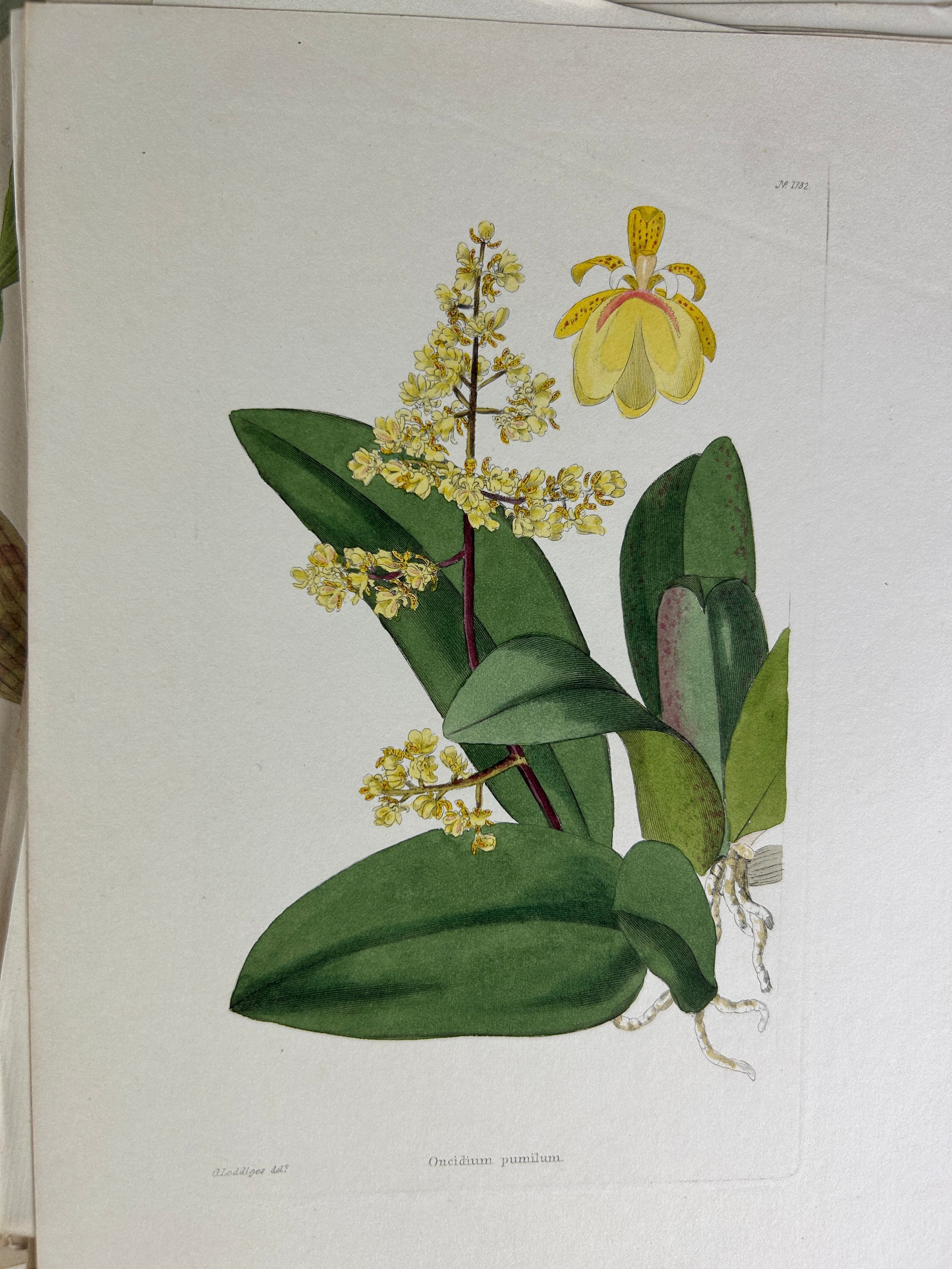 GEORGE LODDIGES (1786-1846) A LARGE COLLECTION OF BOTANICAL HAND COLOURED PLATES OF FLOWERS AND - Image 7 of 7