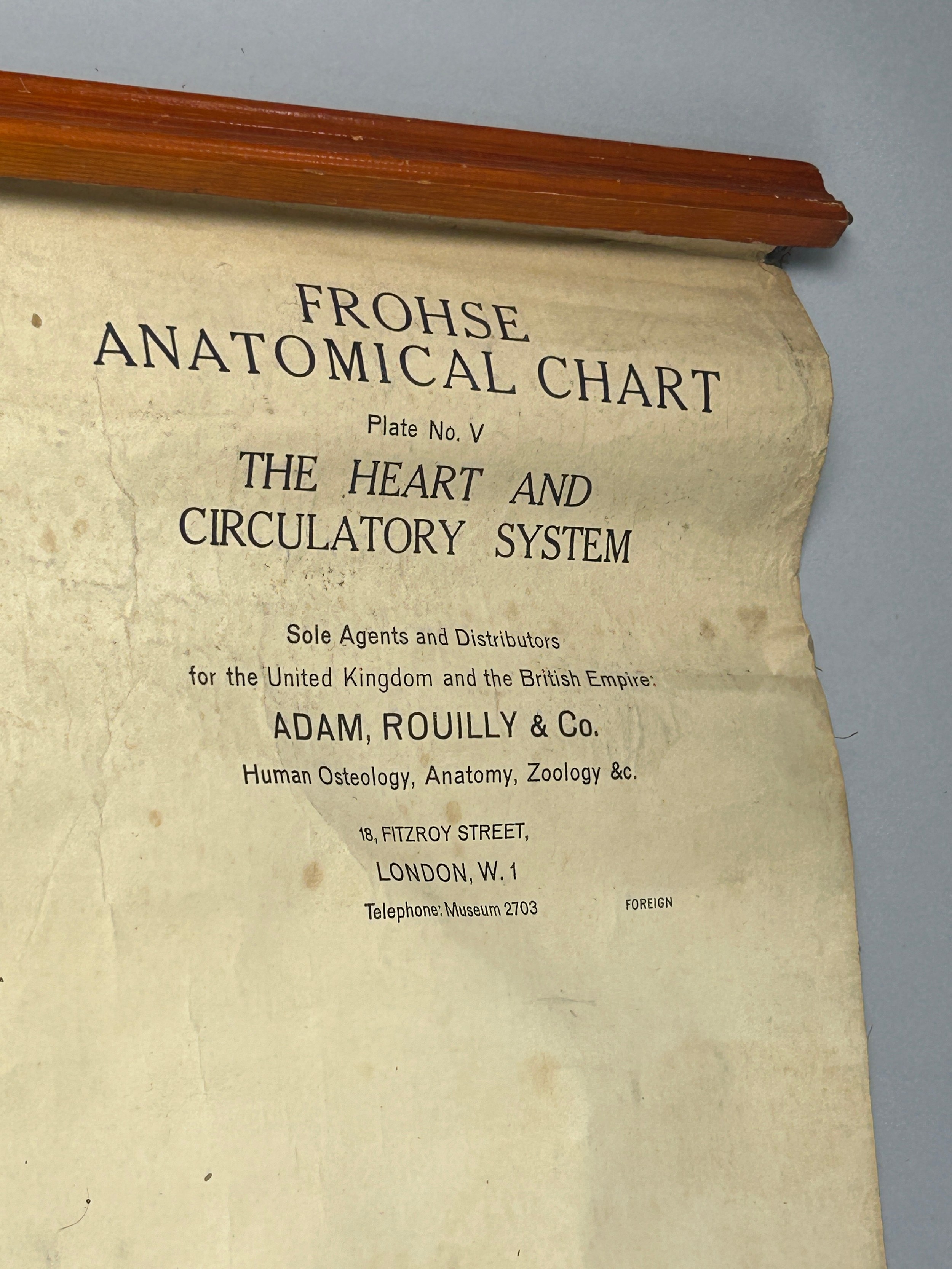 A MEDICAL FROHSE ANATOMICAL CHART 'THE HEART AND CIRCULATORY SYSTEM', hanging scroll by Adam, - Image 5 of 5