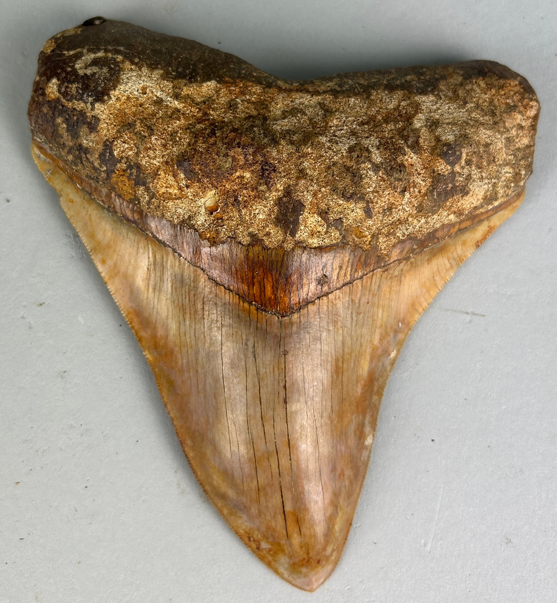 A LARGE MEGALODON TOOTH FOSSIL, From Bandung, West Java, Indonesia. Miocene circa 5-10 million years - Image 2 of 2