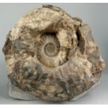 A LARGE AMMONITE FROM DORSET, Asteroceras Stellare from Lyme Regis on freestanding base. Jurassic