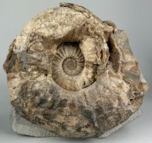 A LARGE AMMONITE FROM DORSET, Asteroceras Stellare from Lyme Regis on freestanding base. Jurassic