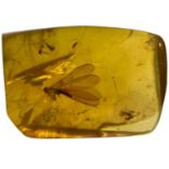 A FLYING INSECT FOSSIL IN AMBER, From Chiapas, Mexico. Circa 23-28 million years old.