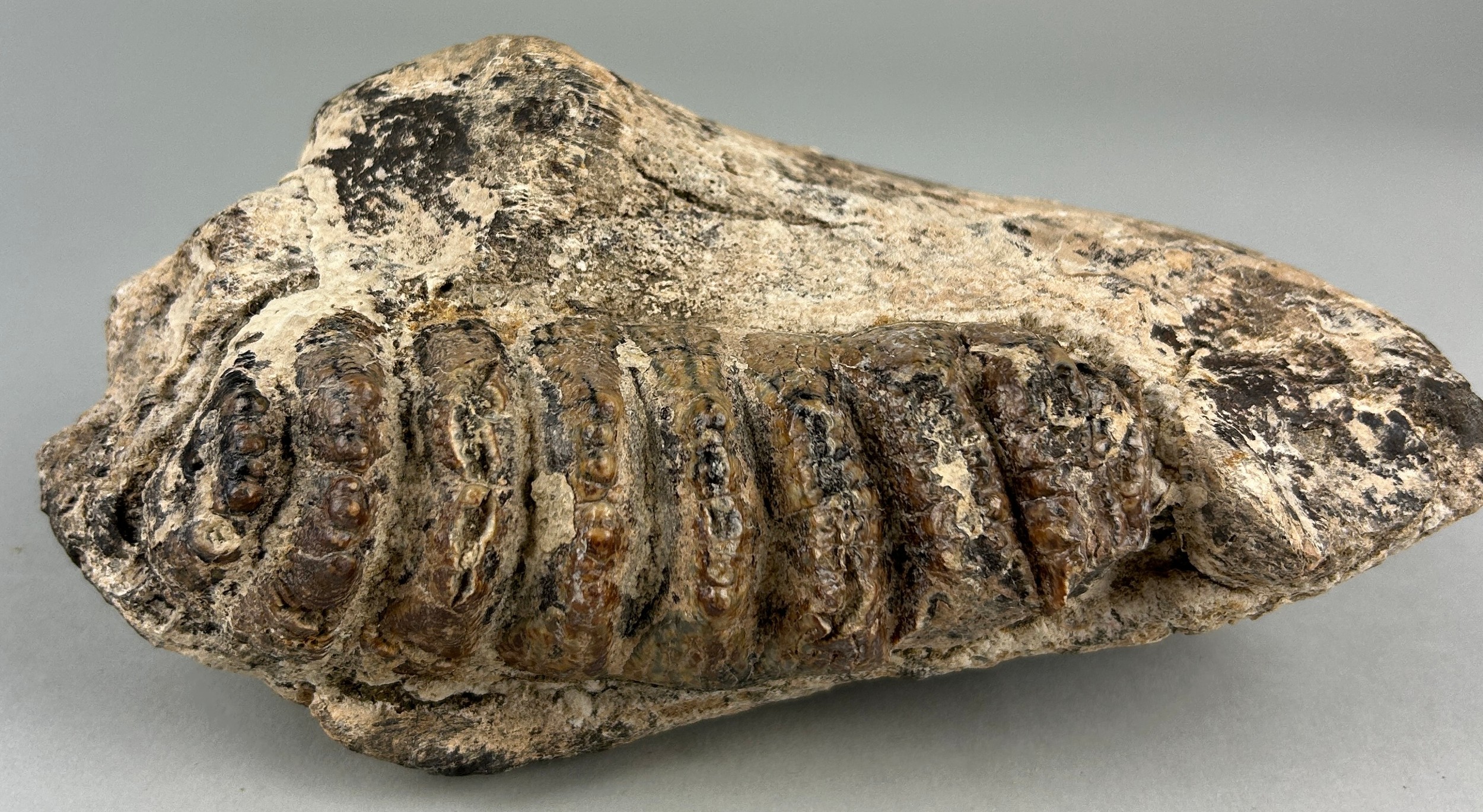 LARGE FOSSIL STEGODON MOLAR IN JAW A large extinct Elephant (Stegodon) molar preserved in place in - Image 2 of 3