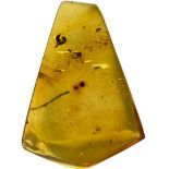 A MOSQUITO FOSSIL IN AMBER, A large mosquito from the amber mines of Chiapas, Mexico. Miocene