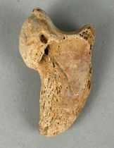 CAVE BEAR CLAW FOSSIL, A complete claw from an adult Cave Bear (Ursus Spelaeus). From the Hateg