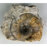 A LARGE BRITISH AMMONITE FOSSIL FROM DORSET 25cm x 20cm An Ammonite Fossil (Parkinsonia Dorsetensis)