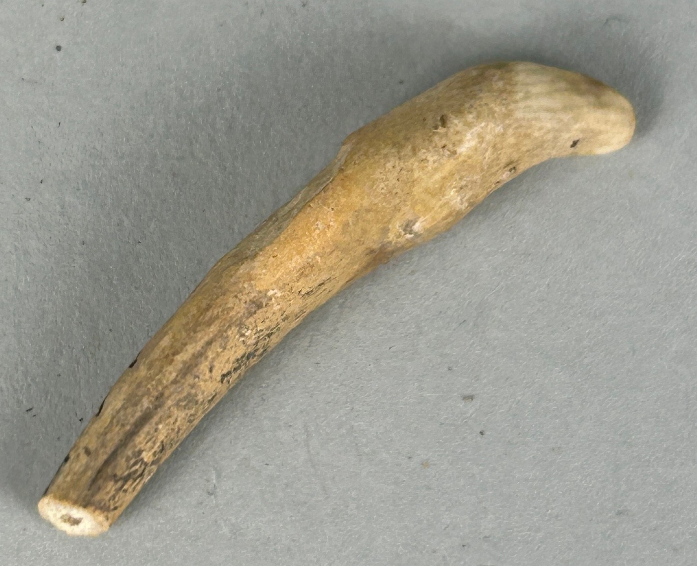 JUVENILE CAVE BEAR FOSSIL CANINE A highly unusual and rare canine tooth from a juvenile Cave Bear ( - Image 2 of 2