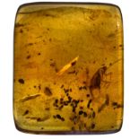 A COCKROACH FOSSIL IN DINOSAUR AGED AMBER From amber mines of Kachin, Myanmar. Cretaceous circa