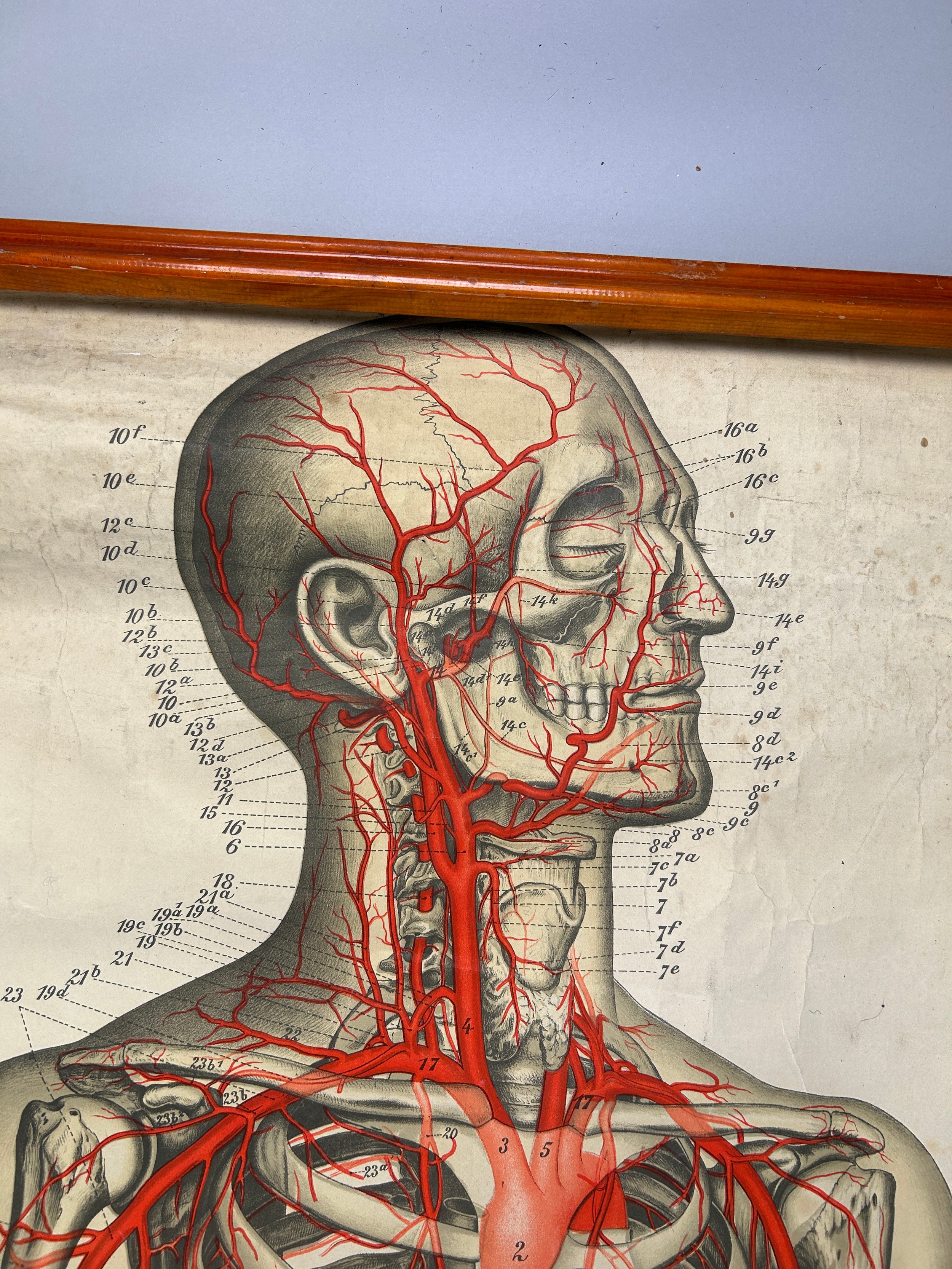 A MEDICAL FROHSE ANATOMICAL CHART 'THE HEART AND CIRCULATORY SYSTEM', hanging scroll by Adam, - Image 4 of 5