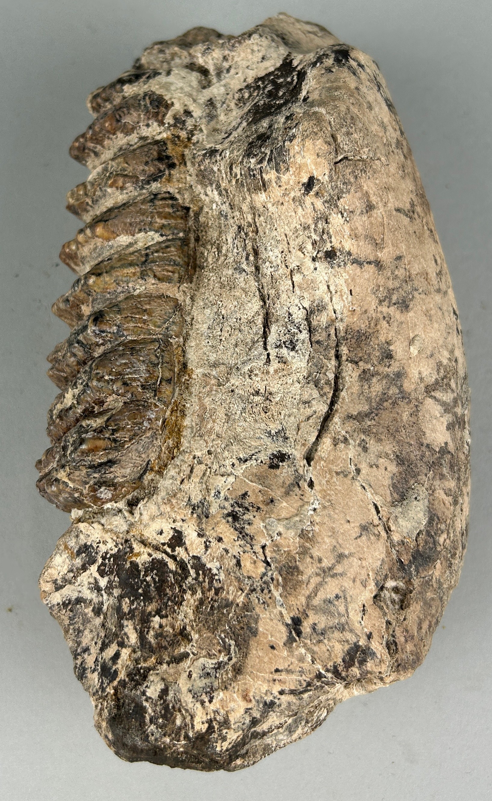 LARGE FOSSIL STEGODON MOLAR IN JAW A large extinct Elephant (Stegodon) molar preserved in place in - Image 3 of 3