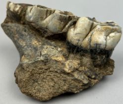 A FOSSILISED SECTION OF EXTINCT HIPPOPOTAMUS JAW (HIPPOPOTAMUS GORGOPS), 12cm x 9cm From the Solo