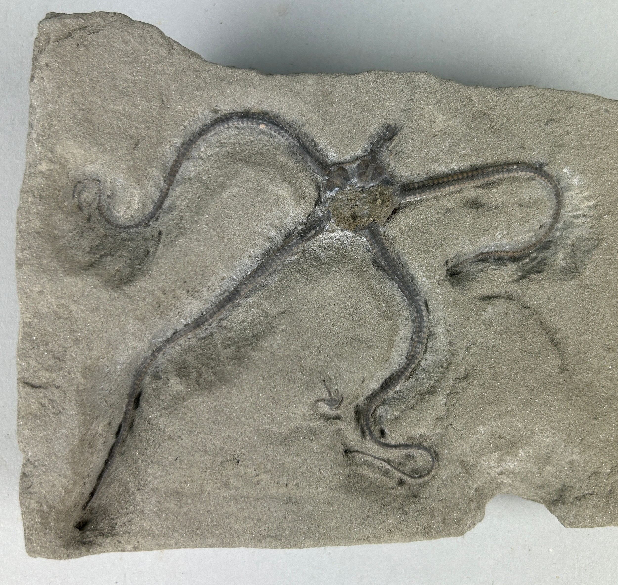 A BRITISH FOSSIL BRITTLE STARFISH Aesthetic limestone slab containing the remains of three - Image 2 of 3