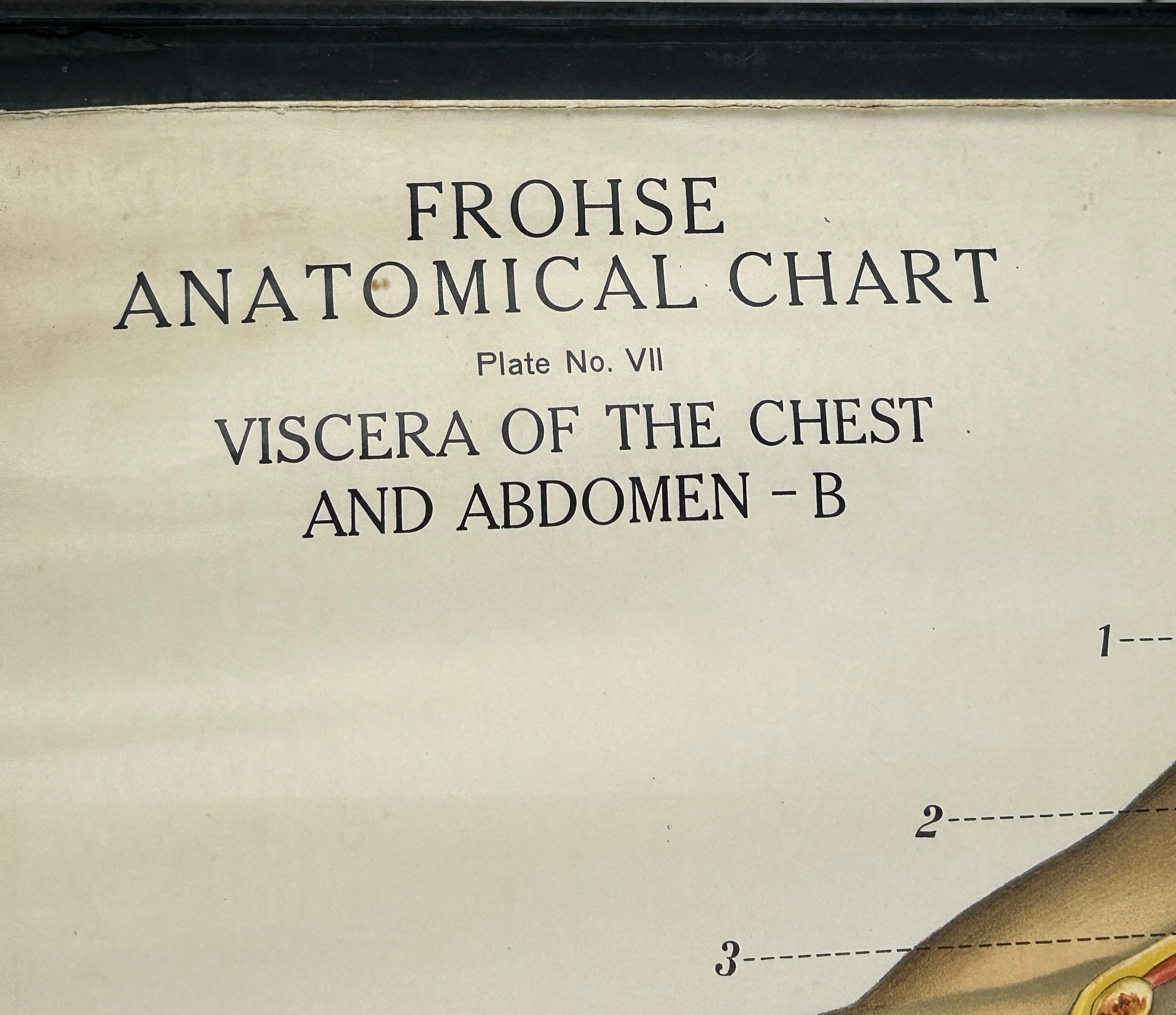 A MEDICAL FROHSE ANATOMICAL CHART 'VISCERA OF THE CHEST AND ABDOMEN', scroll hanging by Adam, - Image 4 of 6