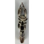 A FOSSILISED MUD LOBSTER A very large and scarce fossil mud lobster (thalassina). Eocene in age