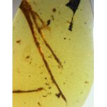 A LIZARD FOOT FOSSIL IN DINOSAUR AGE AMBER, A clear piece of amber containing an exceptionally