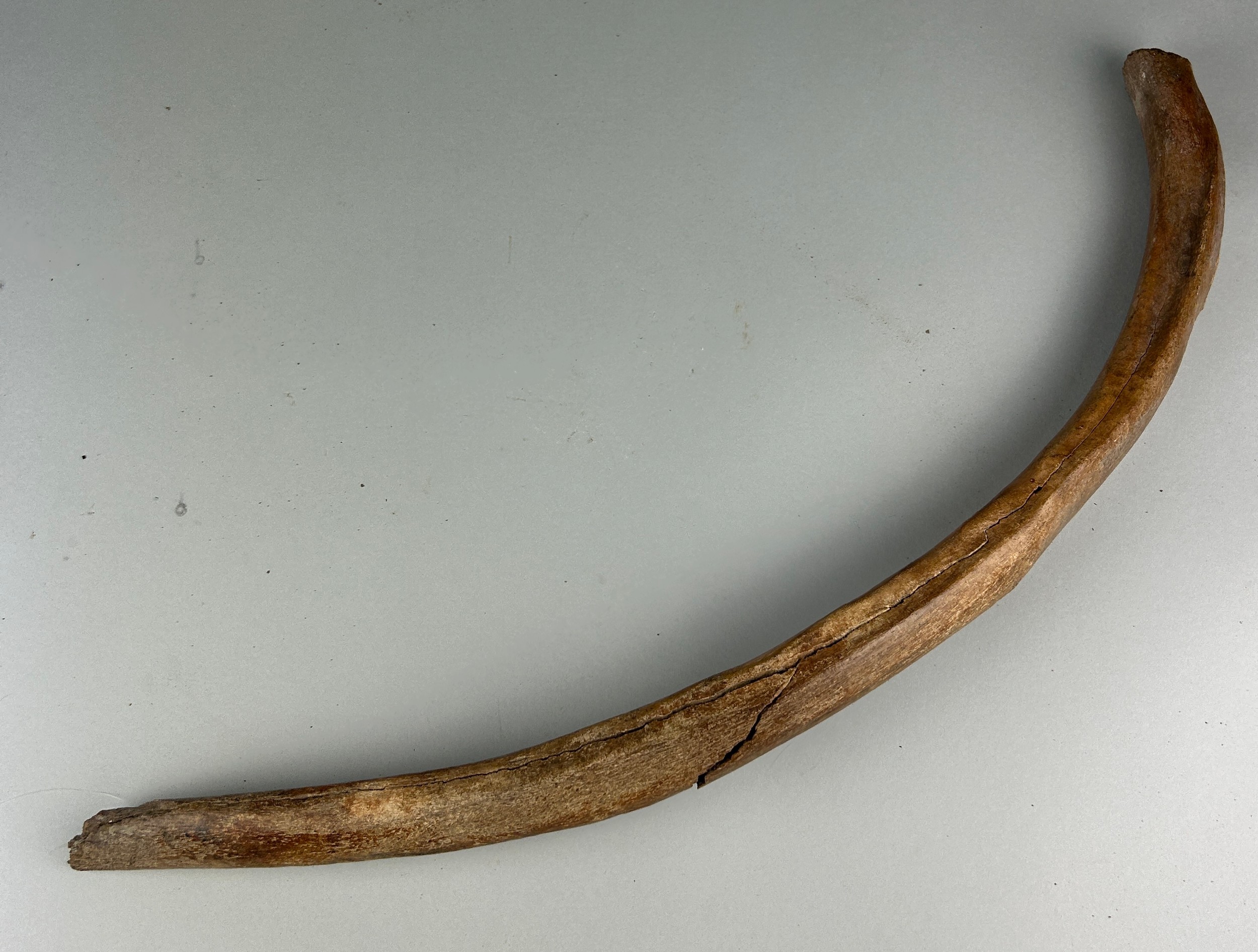 A WOOLLY MAMMOTH RIB BONE, Dredged up by fishermen in the North Sea. Pleistocene circa 40,000 - Image 4 of 4