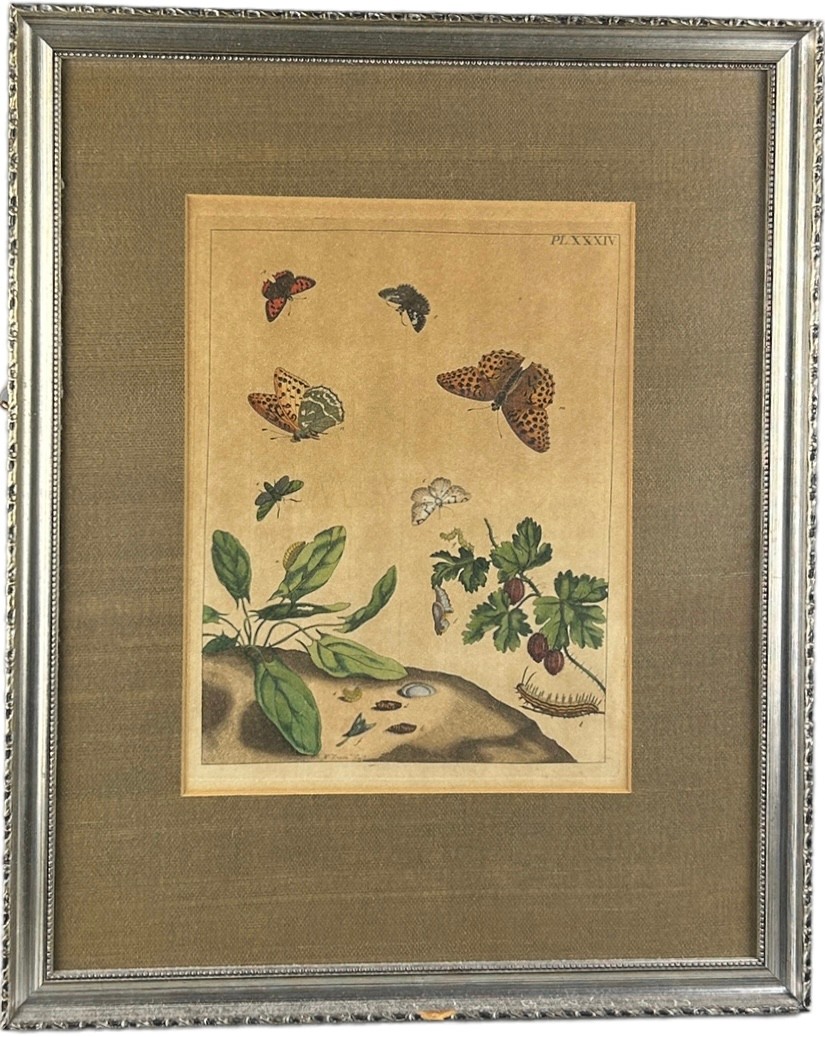 MOSES HARRIS (1730-1787), A set four hand coloured engraved plates of butterflies from ‘The Aurelian - Image 10 of 11