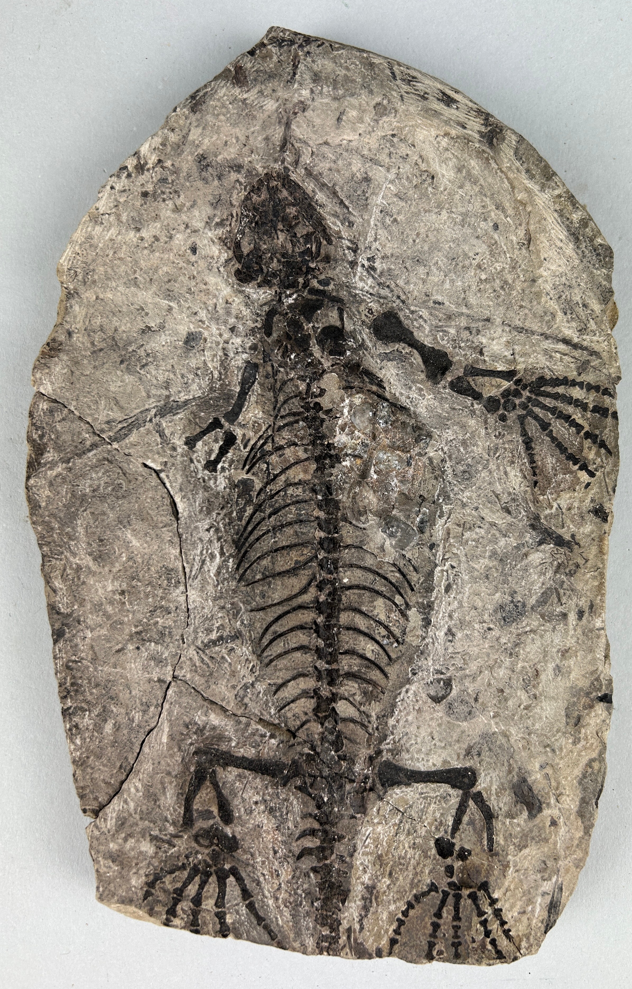 A COMPLETE FOSSILISED REPTILE BARASAURUS BESAIRIEI 23cm x 14cm Extinct genus of procolophonoid