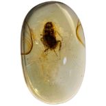 A COCKROACH FOSSIL IN DINOSAUR AGED AMBER, From amber mines of Kachin, Myanmar. Cretaceous circa 100