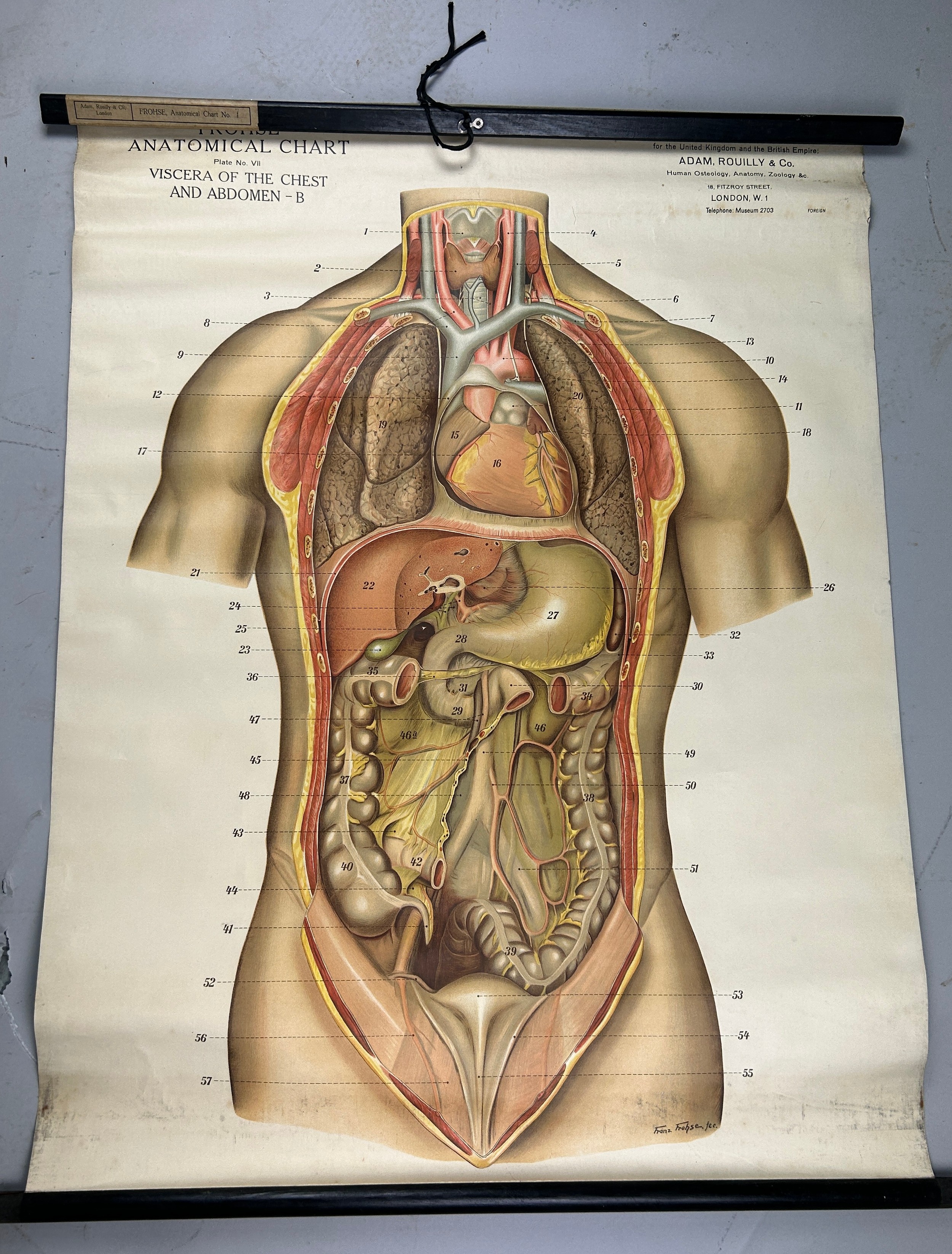 A MEDICAL FROHSE ANATOMICAL CHART 'VISCERA OF THE CHEST AND ABDOMEN', scroll hanging by Adam,