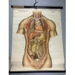 A MEDICAL FROHSE ANATOMICAL CHART 'VISCERA OF THE CHEST AND ABDOMEN', scroll hanging by Adam,