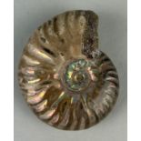 AN OPALISED CLEONICERAS AMMONITE FOSSIL, Ammonite From the Majunga Basin, Madagascar. Natural