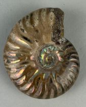 AN OPALISED CLEONICERAS AMMONITE FOSSIL, Ammonite From the Majunga Basin, Madagascar. Natural