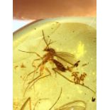 A MOSQUITO LAYING EGGS FOSSIL IN DINOSAUR AGE BURMESE AMBER, Exceptionally rare from the amber mines