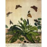 MOSES HARRIS (1730-1787), A set four hand coloured engraved plates of butterflies from ‘The Aurelian