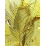 A VERY RARE DINOSAUR FEATHER FOSSIL IN BURMESE AMBER, Found in the Cretaceous deposits circa 99