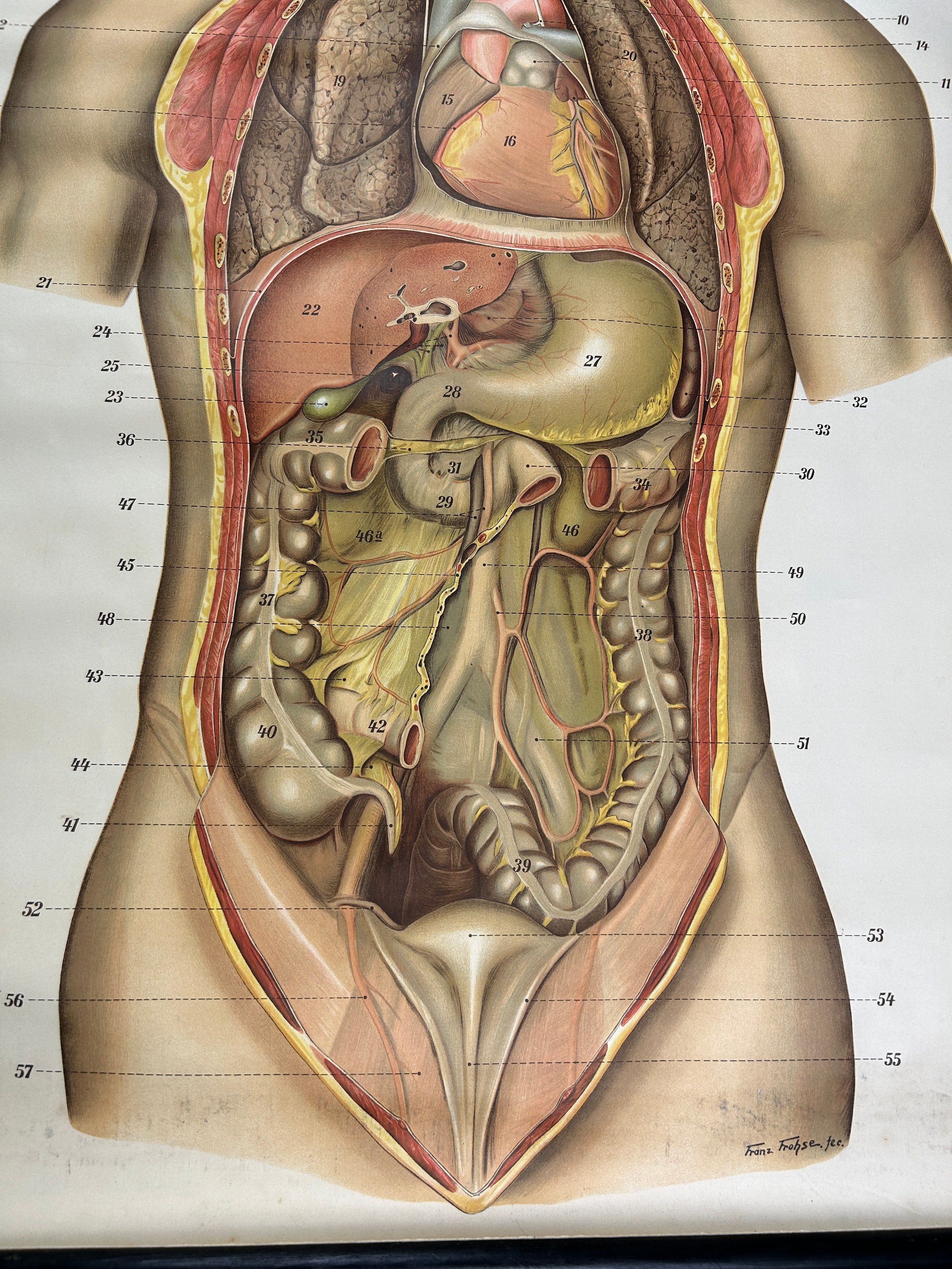 A MEDICAL FROHSE ANATOMICAL CHART 'VISCERA OF THE CHEST AND ABDOMEN', scroll hanging by Adam, - Image 2 of 6