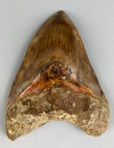 A LARGE MEGALODON TOOTH FOSSIL, From Bandung, West Java, Indonesia. Miocene circa 5-10 million years