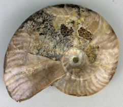 AN OPALISED CLEONICERAS AMMONITE FOSSIL Cleoniceras Ammonite From the Majunga Basin, Madagascar.