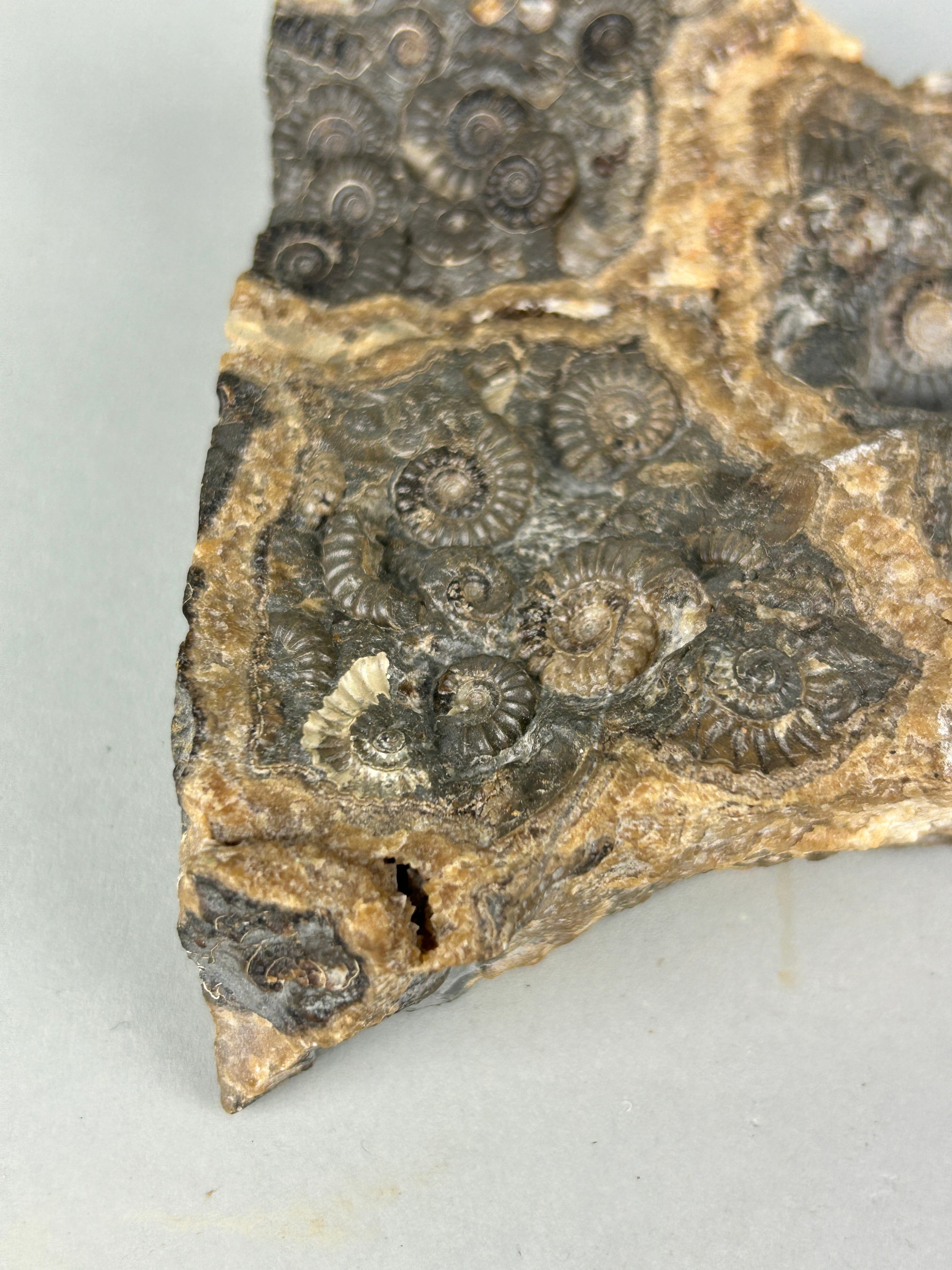 AMMONITE FOSSIL DEATHBED FROM MARSTON MAGNA SOMERSET A fossilised ammonite deathbed from the village - Image 2 of 3