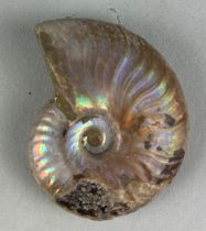 AN OPALISED CLEONICERAS AMMONITE FOSSIL Ammonite From the Majunga Basin, Madagascar. Natural shell