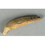 JUVENILE CAVE BEAR FOSSIL CANINE A highly unusual and rare canine tooth from a juvenile Cave Bear (