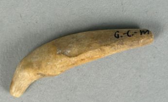 JUVENILE CAVE BEAR FOSSIL CANINE A highly unusual and rare canine tooth from a juvenile Cave Bear (