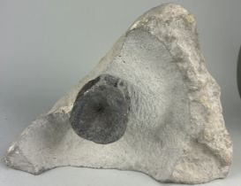 A LARGE ICTHYOSAUR VERTEBRE PRESERVED IN ORIGIANL MATRIX FROM LYME REGIS 42cm x 30cm x 13cm