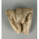 A HIPPOPOTAMUS FOSSIL MOLAR From the Solo River, Java, Indonesia. Bodgong Formation. Pliocene
