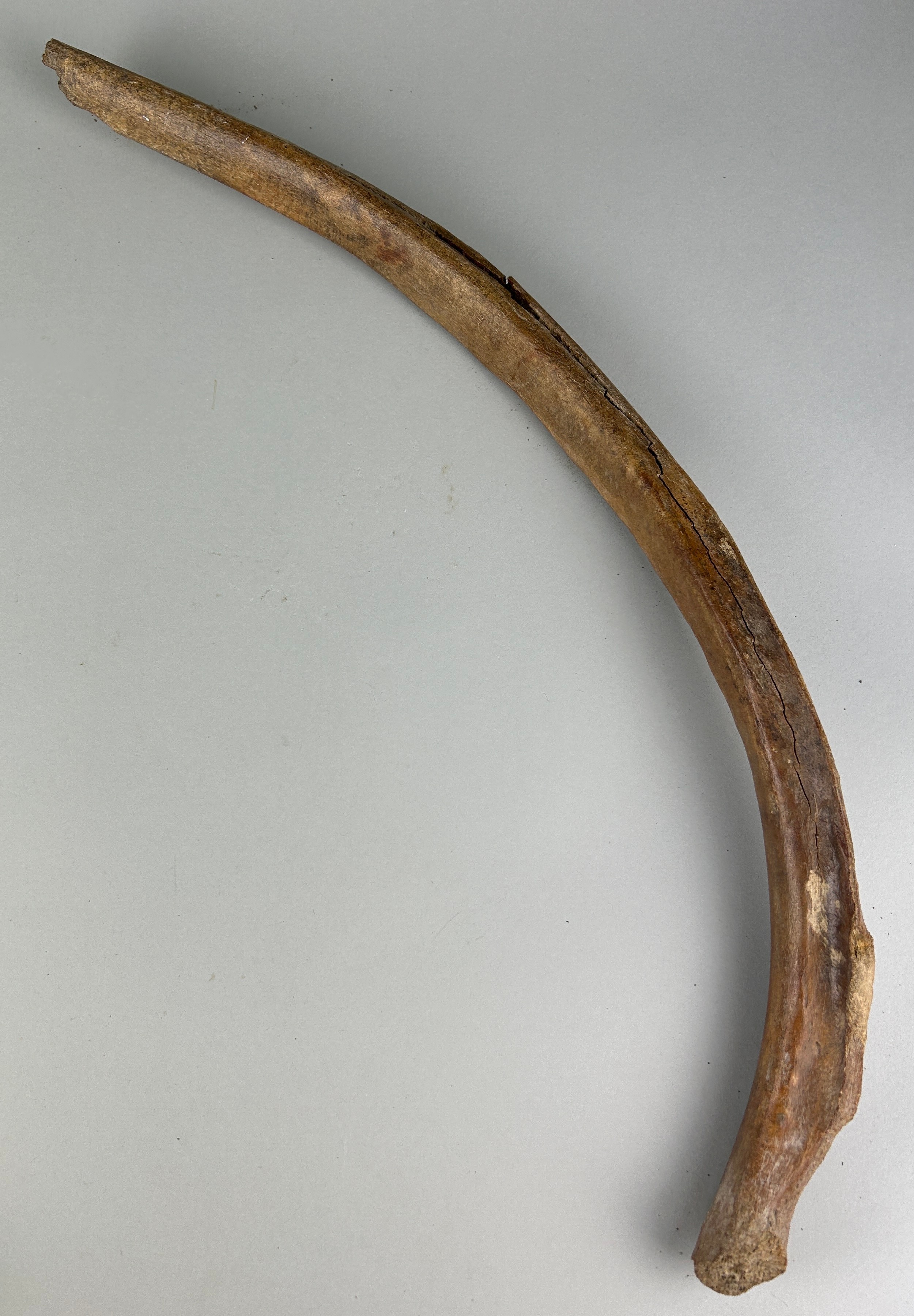 A WOOLLY MAMMOTH RIB BONE, Dredged up by fishermen in the North Sea. Pleistocene circa 40,000