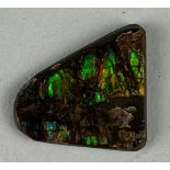 AN AMMOLITE GEMSTONE FOSSIL SHELL OF AN AMMONITE (PLACENTICERAS MEEKI), From Canada, Cretaceous