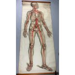 A MEDICAL FROHSE ANATOMICAL CHART 'THE HEART AND CIRCULATORY SYSTEM', hanging scroll by Adam,